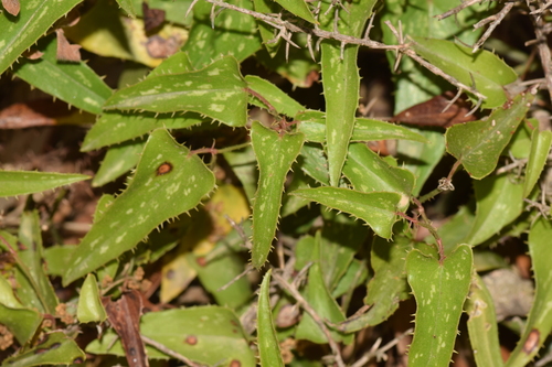 Zarzaparrilla