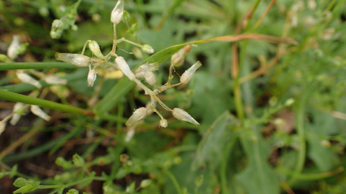 Cerastium semidecandrum