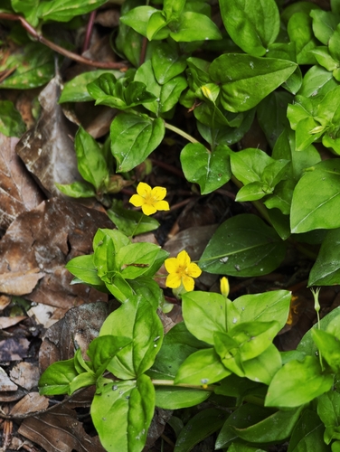 Yellow Pimpernel
