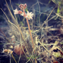 Lithophragma tenellum