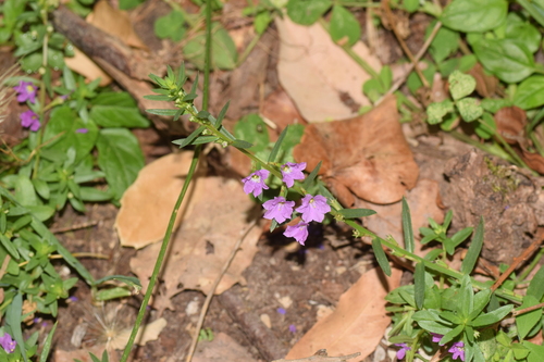 Lythrum junceum