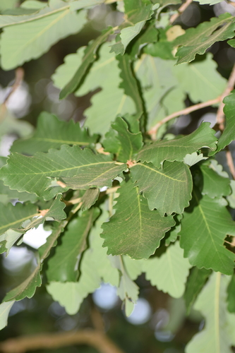 Roble andaluz