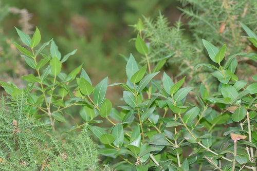 Labiérnago de hoja ancha