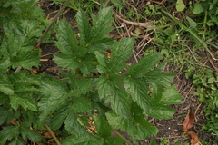 Arracacia xanthorrhiza