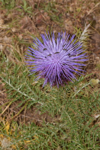 alcachofilla