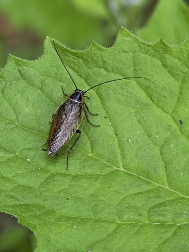 Forest Cockroach