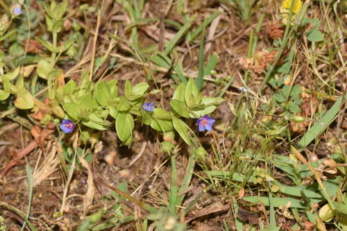 Lysimachia loeflingii