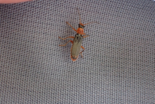 Cantharis lateralis, 4503 GD Groede, Nederland, photo 4 of 10