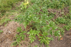 Arracacia xanthorrhiza