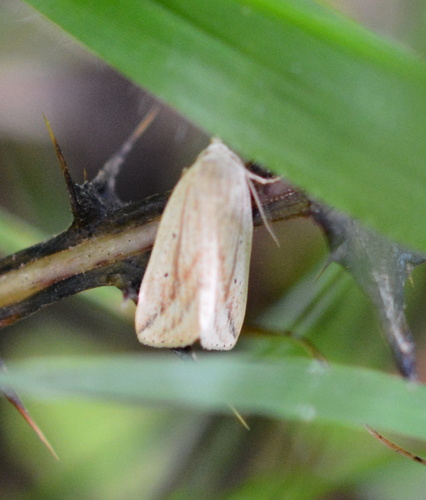 Oblique Grass Moth photo 3