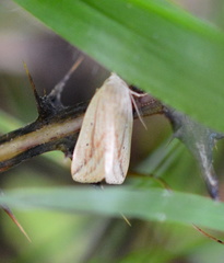 Amolita obliqua