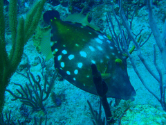 Cantherhines macrocerus