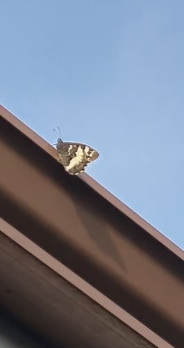 Great Banded Grayling