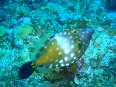 Cantherhines macrocerus