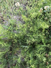 Cyclospermum