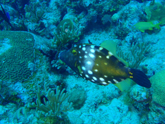 Cantherhines macrocerus