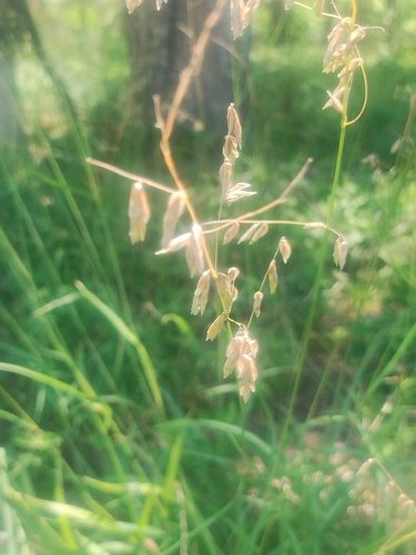 Melica nitens
