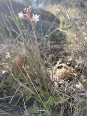 Lithophragma tenellum
