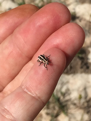 Eudiagogus rosenschoeldi