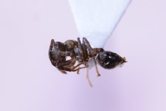 Crematogaster cerasi