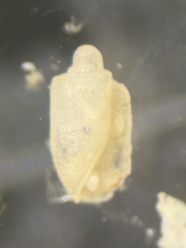 Acteocina candei, 2026-05-14