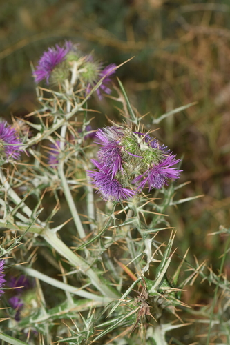 cardota