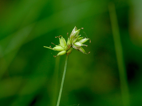 Carex tenuiflora iNat (2)