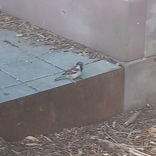 House Sparrow