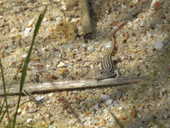 Acanthodactylus erythrurus