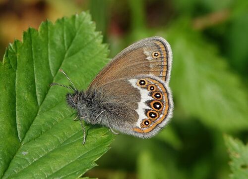 Scarce Heath