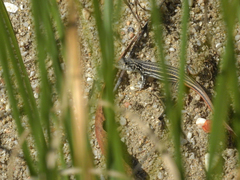 Acanthodactylus erythrurus