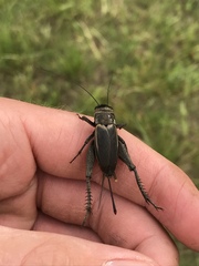 Gryllus texensis