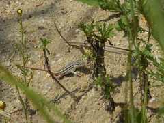 Acanthodactylus erythrurus