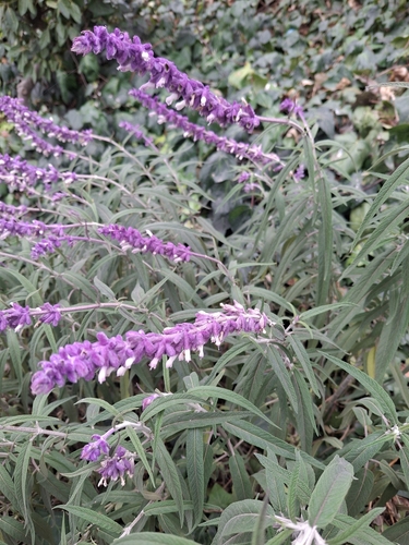 Mexican Bush Sage