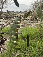 Sesbania virgata, photograph (c) José Nicolás Amuchastegui, some rights reserved (CC BY)