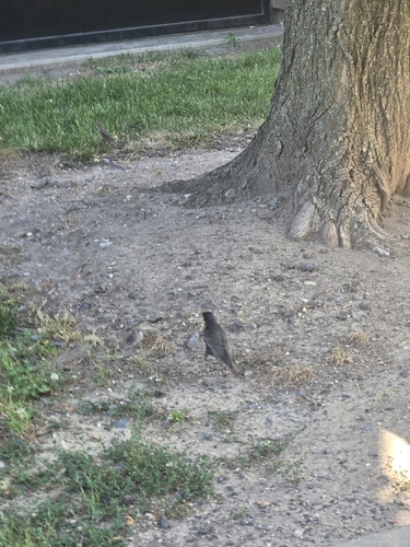 European Starling
