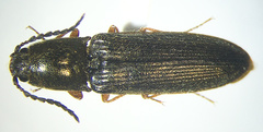 Gambrinus confusus