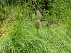 Tulipa sylvestris