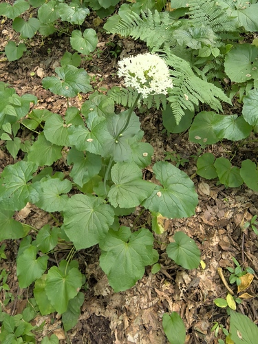 Valeriana alliariifolia