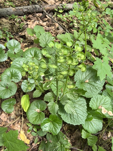 Caucasian Penny-cress