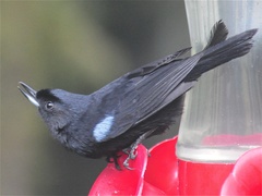 Glossy Flowerpiercer photo 2