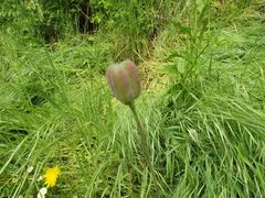 Tulipa sylvestris