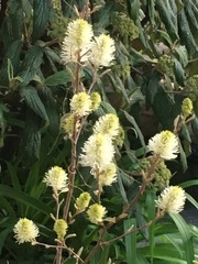 Fothergilla gardenii