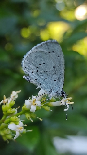 Holly Blue