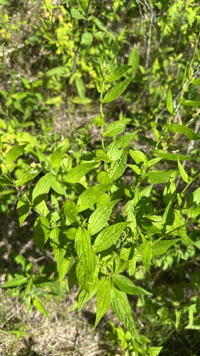 Lithospermum latifolium, photograph 5