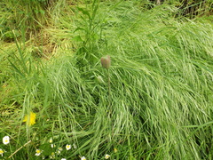 Tulipa sylvestris