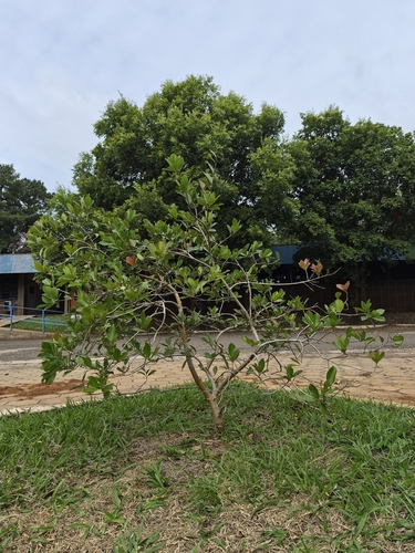 Psidium cattleyanum iNat (2)