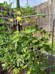 Solanum lycopersicum