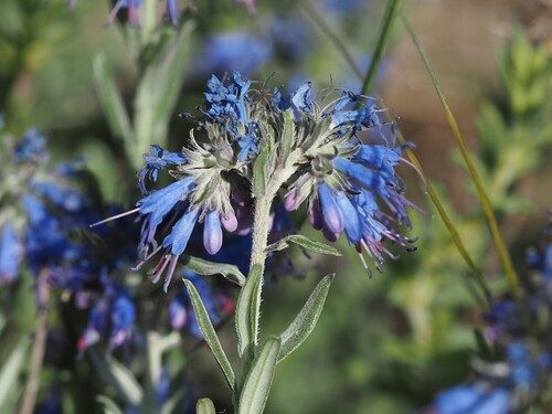 Moltkia petraea, photograph 2