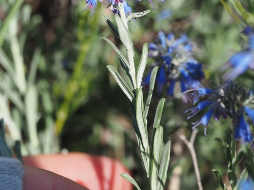 Moltkia petraea, photograph 3